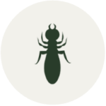 Termite icône